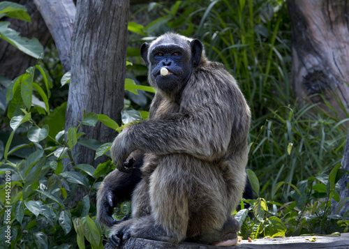 portrait of chimpanzee eating some fruit © Tazzjang