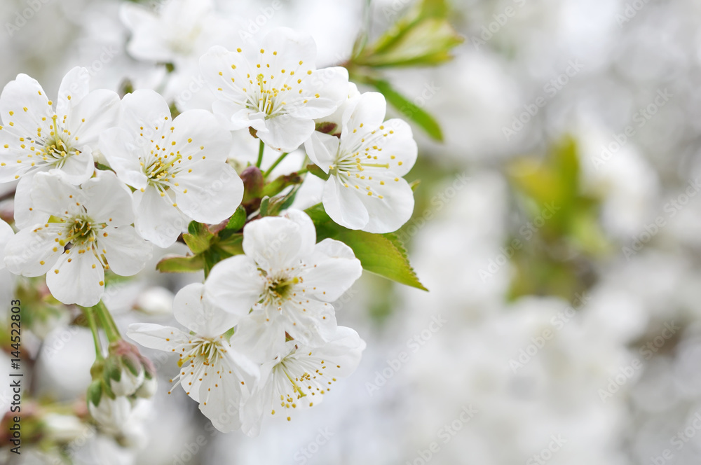 Fisrt spring cherry blossom flowers