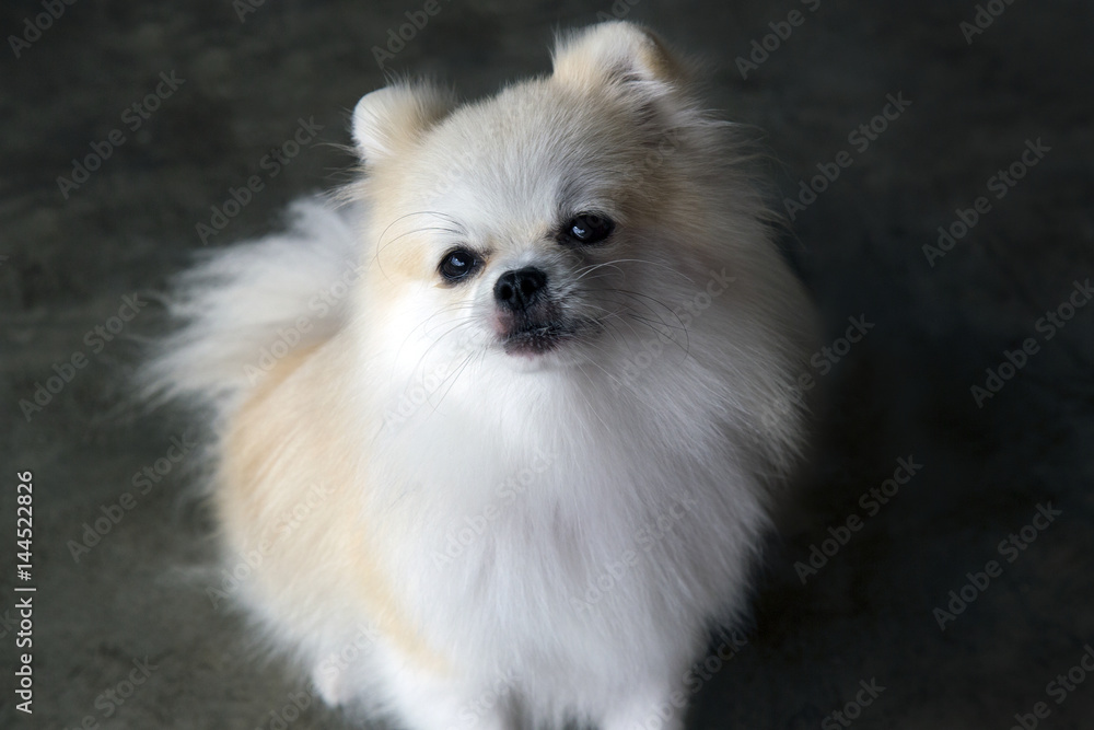 Pomeranian Pomeranian