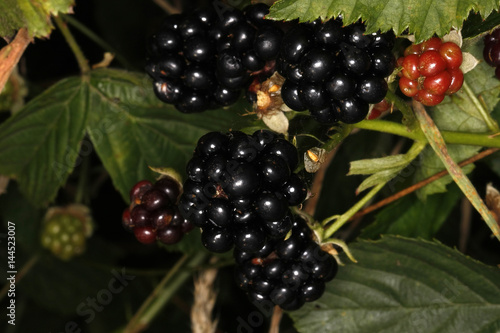 Blackberry fruits, Rubus sectio Rubus, Wild Fruits, Thuringia, Germany, Europe