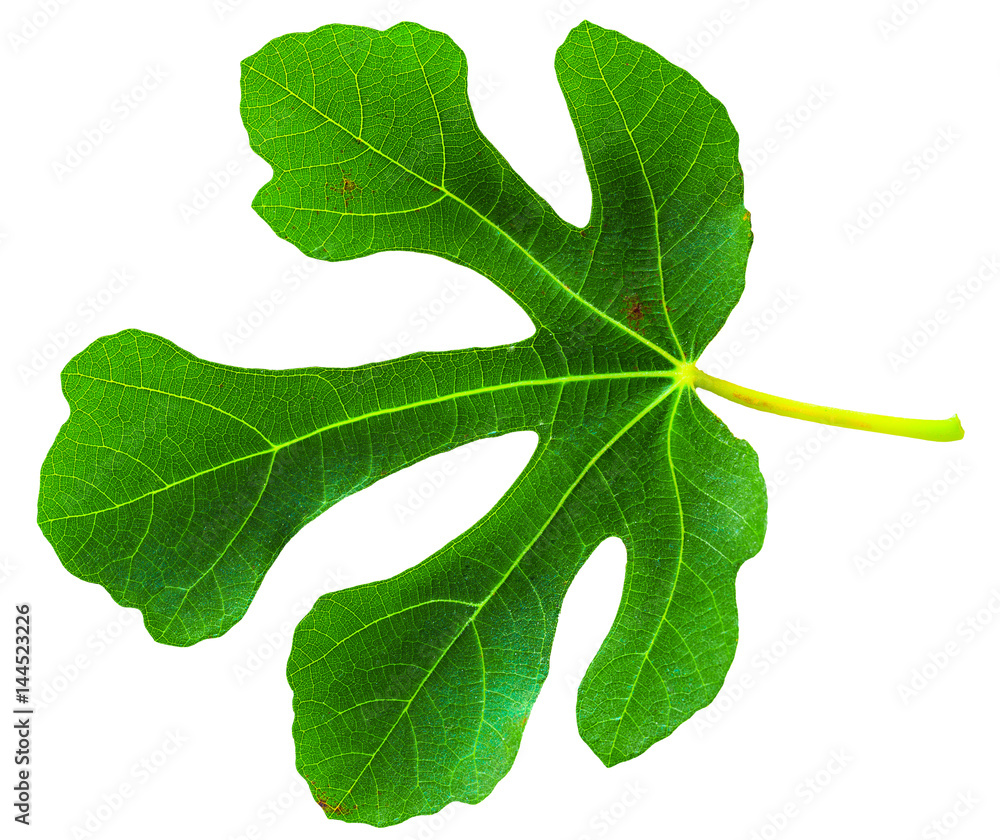 Fig (Ficus carica, common fig) leaf isolated on white background Fig (Ficus carica, common fig) leaf isolated on white background