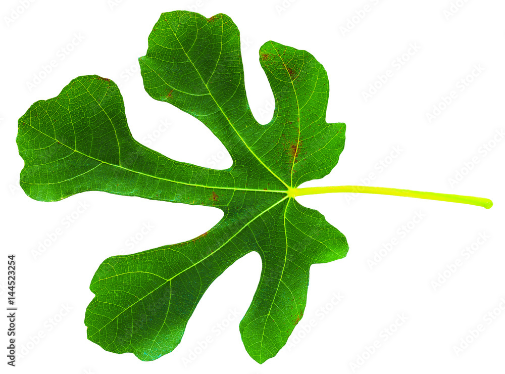 Fig (Ficus carica, common fig) leaf isolated on white background Fig (Ficus carica, common fig) leaf isolated on white background