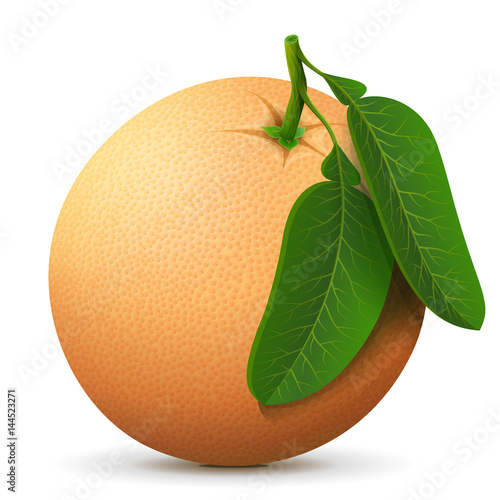 Single whole grapefruit fruit close up. Raw grapefruit with leaves isolated on white background. Qualitative vector illustration about fruits, agriculture, cooking, food, gastronomy, etc