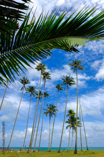 Beautiful tropical sea view scenery  coconut tree over cloudy and blue sky background at sunny day.