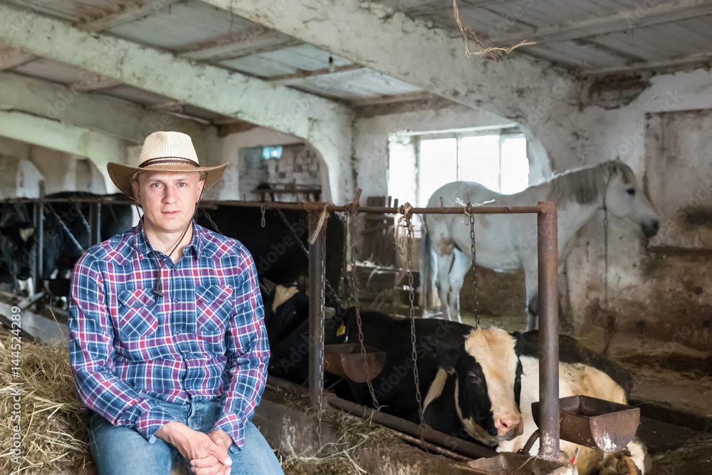Farmer is working on farm with dairy cows Farmer is working on farm with dairy cows