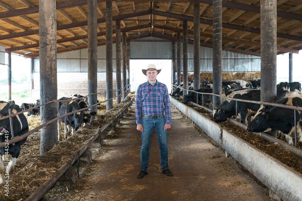 Farmer is working on farm with dairy cows