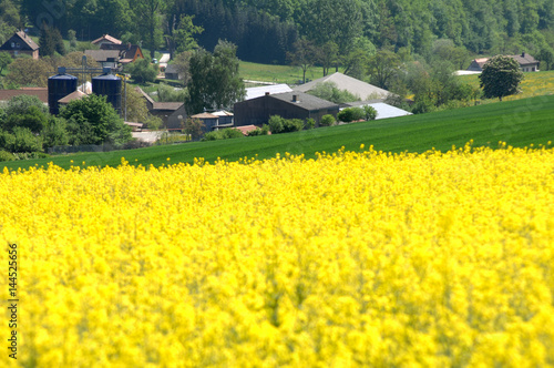 Frühling und Baumblüte im Odenwald Rapsblüte photo