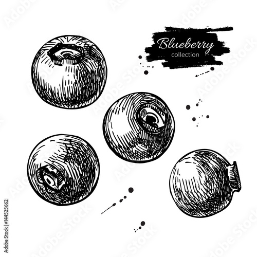 Blueberry vector drawing set. Isolated hand drawn berry on white background. Summer fruit engraved style