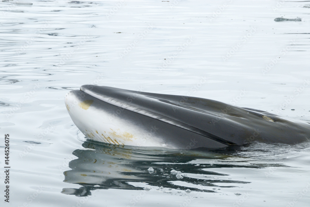 Naklejka premium A minke whale in Antarctic Peninsula