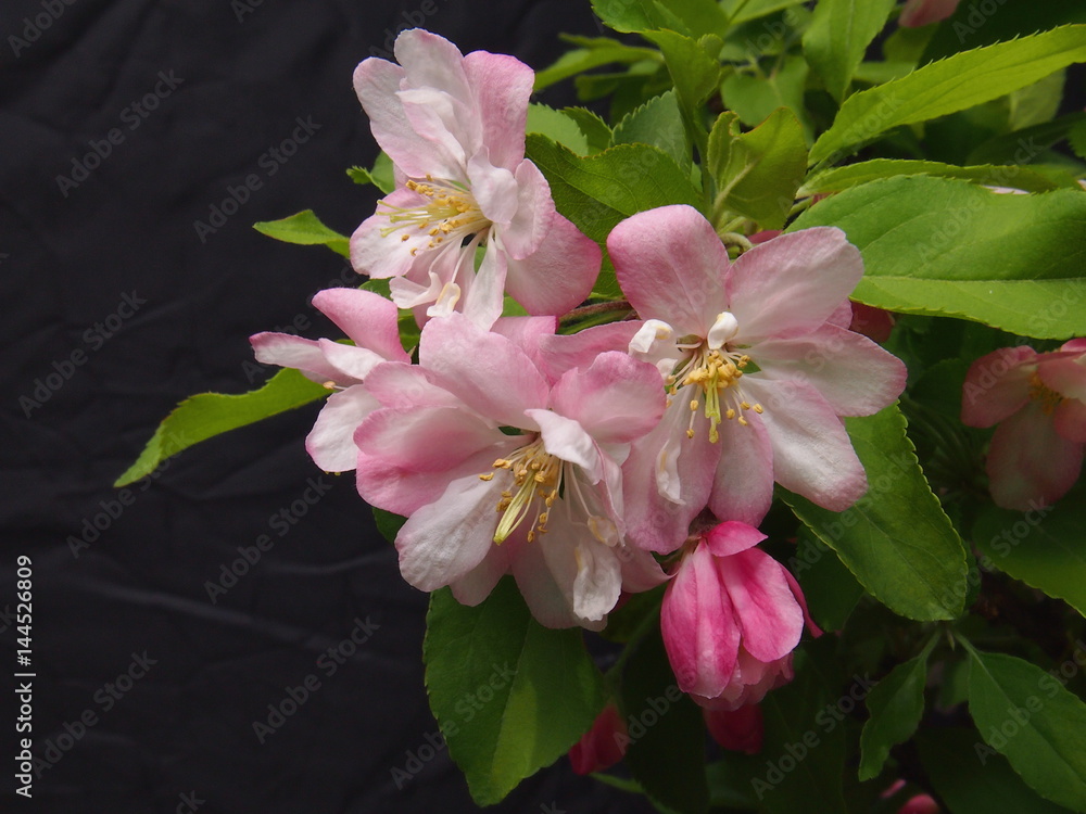 実海棠 ミカイドウ 良く見る花海棠と違い珍しく目立たない 花と実の両方を楽しむことが出来る 見頃が短く貴重な映像 Stock Photo Adobe Stock