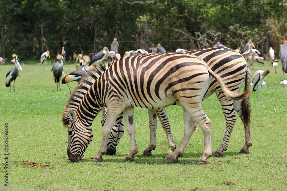 Obraz premium zebra
