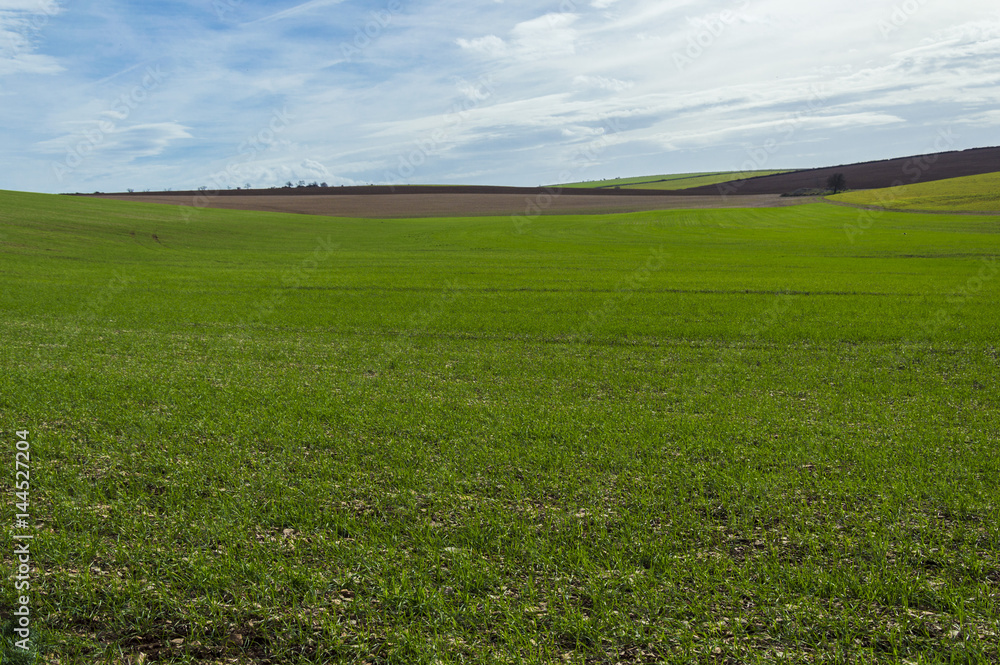 Campo di grano, Murgia, Puglia Campo di grano, Murgia, Puglia