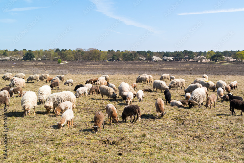 Fototapeta premium Flock of sheep with young lambs grazing on heathland near Hilversum, Netherlands