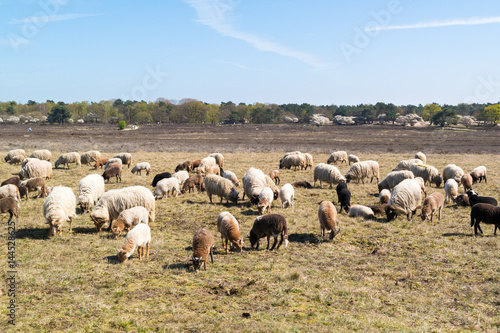 Flock of sheep with young lambs grazing on heathland near Hilversum, Netherlands © TasfotoNL