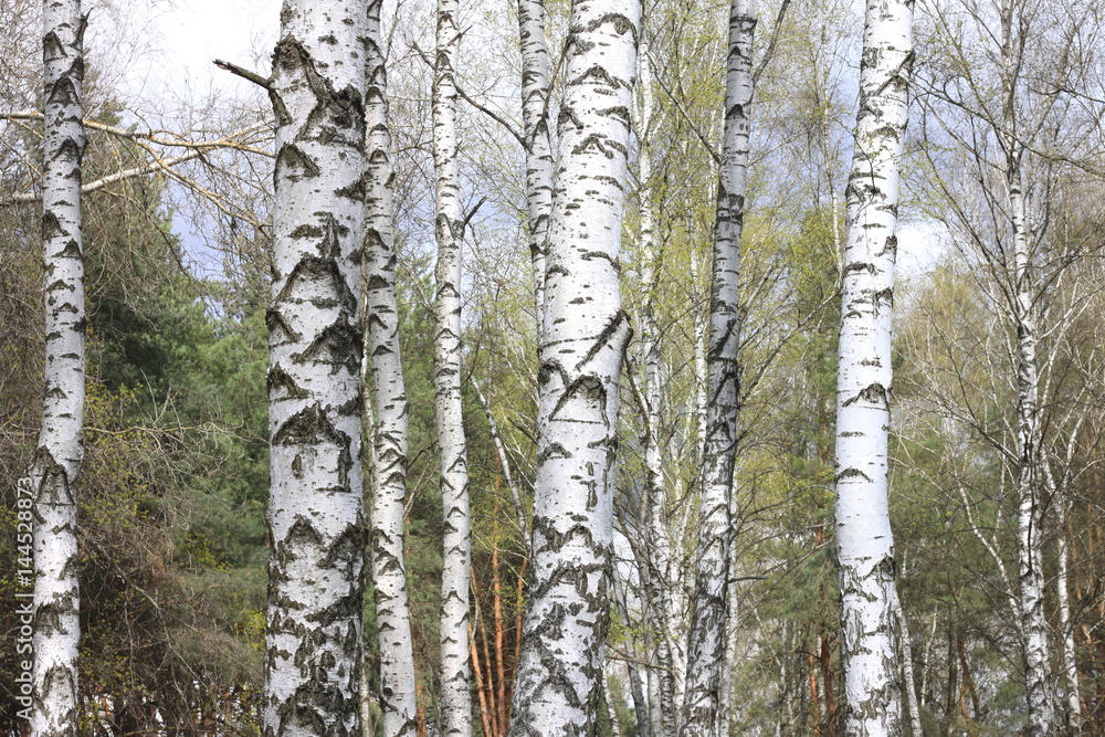 Fototapeta premium Trunks of birch trees in forest / birches in sunlight in spring / birch trees in bright sunshine / birch trees with white bark / beautiful landscape with white birches