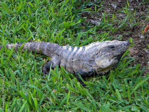 Iguana Playa del Carmen