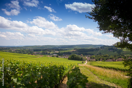 Vignoble de Bourgogne à Mercurey photo