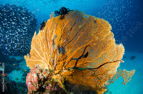 Underwater orange coral reef