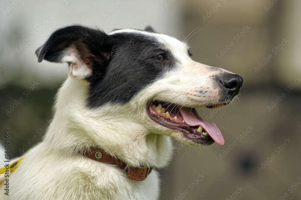 Why Does My Dog Have Black Spots On Tongue