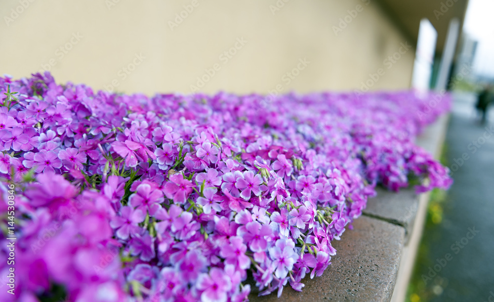 Fototapeta premium Pink phlox flowers beside street during blossom season