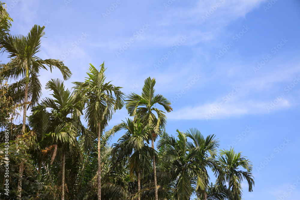 Betel palm in blue sky.