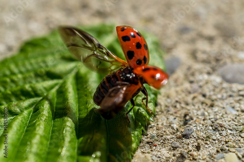 Ladybird flying, with open wings
