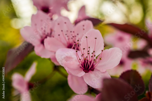 Spring, blossoming flowers