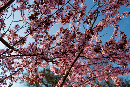 Spring, blossoming flowers