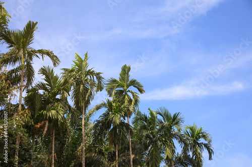 Betel palm in blue sky.