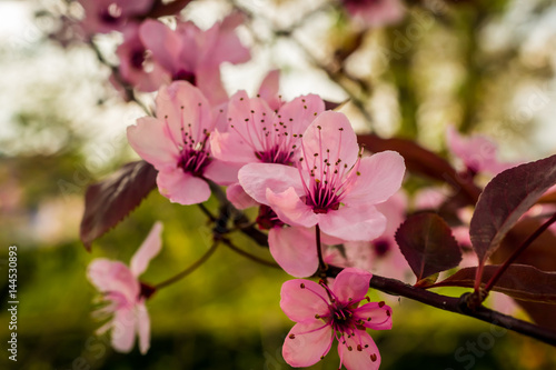 Spring, blossoming flowers
