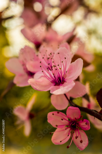 Spring, blossoming flowers
