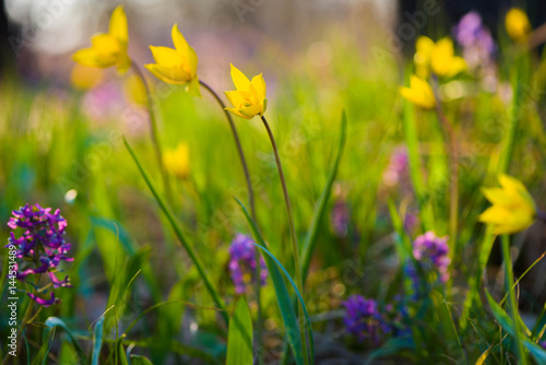 Yellow and purple spring flowers on the meadow. Tulipa Biebersteiniana and Corydalis. Soft focus.