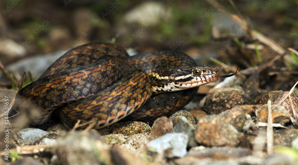 Beautiful snake on ground with the tongue, Mountain keelback (Amphiesma cf.khasiense) Beautiful snake on ground with the tongue, Mountain keelback (Amphiesma cf.khasiense)
