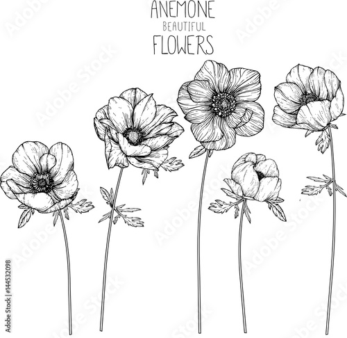 Stampa su tela Anemone flowers drawing illustration vector and clip-art.