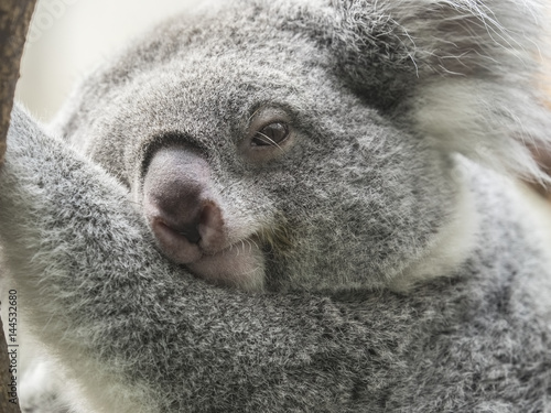 Closeup of a Koala © DWP