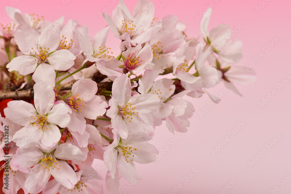 桜の花 桜の花