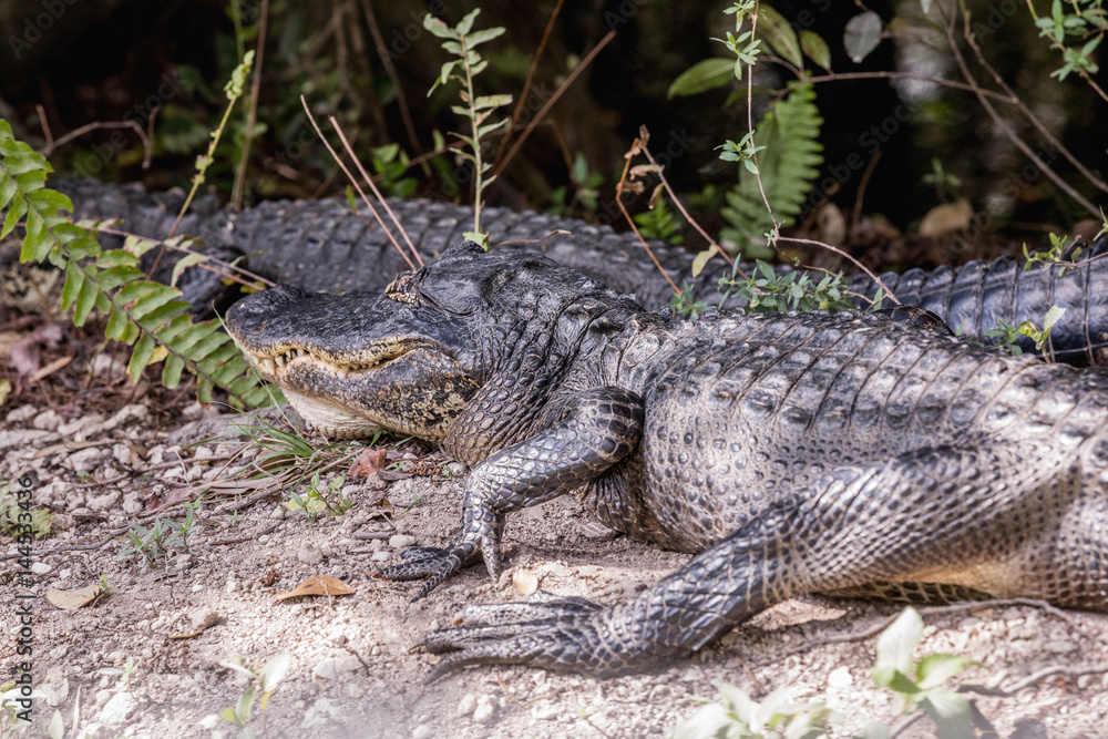 American Alligator Resting Near Road. Two alligators lying on the road in Everglades National Park, Florida American Alligator Resting Near Road. Two alligators lying on the road in Everglades National Park, Florida