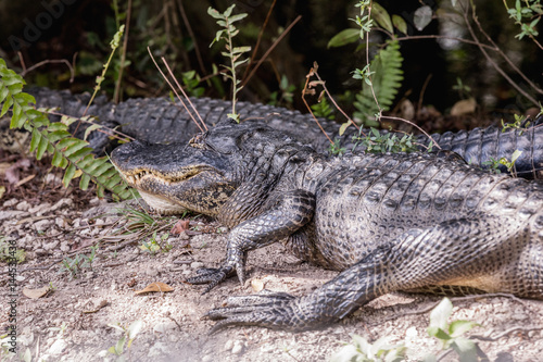 American Alligator Resting Near Road. Two alligators lying on the road in Everglades National Park  Florida