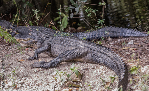 American Alligator Resting Near Road. Two alligators lying on the road in Everglades National Park, Florida