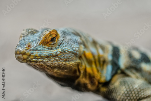 Close up view of a reptile