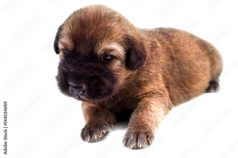Obraz premium Dog Puppy white background