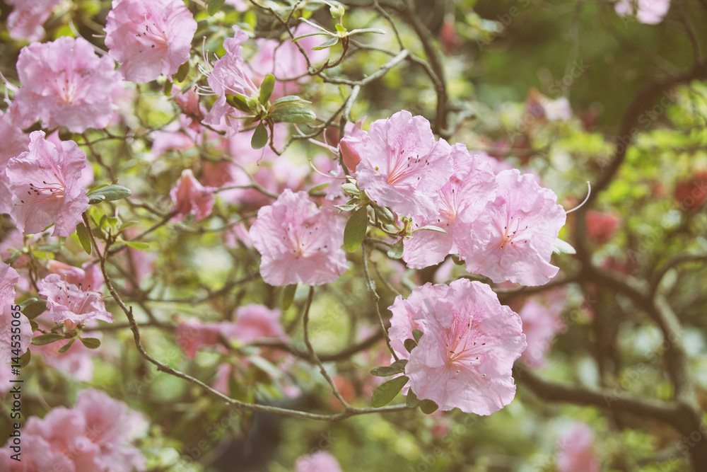 Fototapeta premium rhododendron pink flowers bush