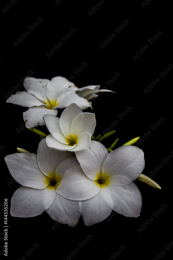 Fototapeta premium White flowers, black background