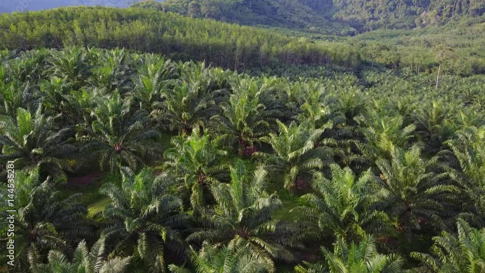 Oil Palm plantation. Aerial drone view. Palm trees plantation for palm oil industry. Agriculture in Thailand Oil Palm plantation. Aerial drone view. Palm trees plantation for palm oil industry. Agriculture in Thailand