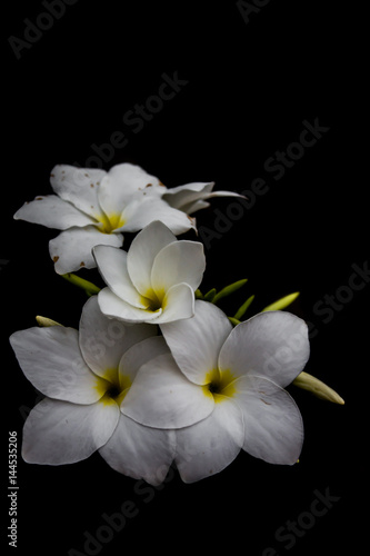 White flowers, black background © Stock.Foto.Touch