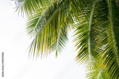 coconut leaves on white background © kerkpun