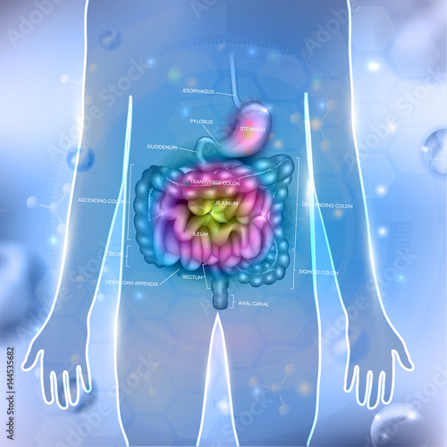 Gastrointestinal tract bright colorful illustration