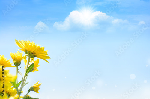 yellow flowerwith blue sky photo