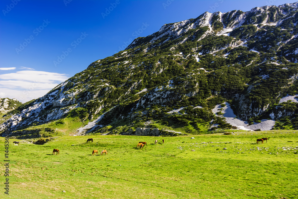 Herd of horses pasturing on green grass field near mountain landscape. Panoramic scenic view in summer time.