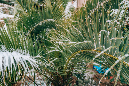 Snow-covered palm tree. Palm covered with snow. Winter on the coast of Montenegro  in Budva.